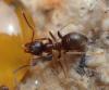 Lasius sp.
